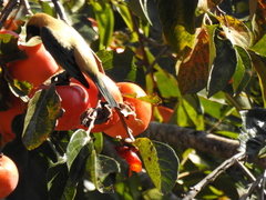 Stilpnia cayana