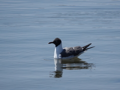 Leucophaeus atricilla