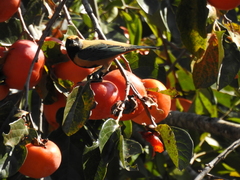 Stilpnia cayana
