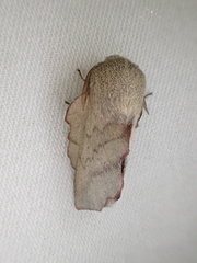 Phyllodesma suberifolia