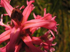 Satyrium hallackii ocellatum