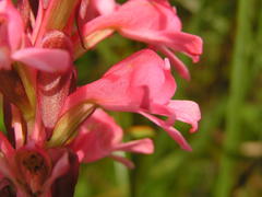 Satyrium hallackii ocellatum