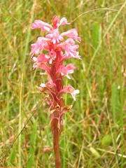 Satyrium hallackii ocellatum