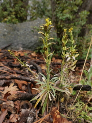 Puccinia monoica