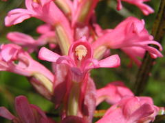 Satyrium hallackii ocellatum