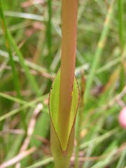 Satyrium hallackii ocellatum