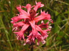 Satyrium hallackii ocellatum