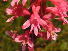 Satyrium hallackii ocellatum