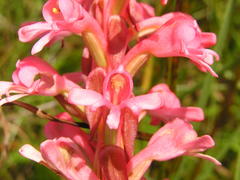 Satyrium hallackii ocellatum