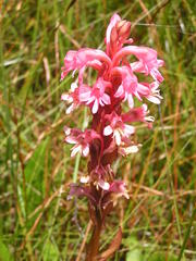 Satyrium hallackii ocellatum