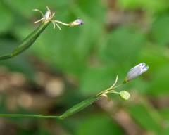 Sisyrinchium dichotomum