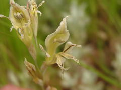 Gladiolus permeabilis edulis