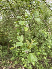 Crataegus
