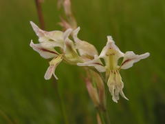 Gladiolus permeabilis edulis
