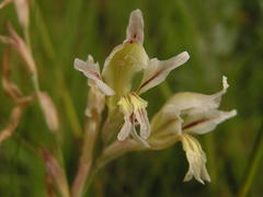 Gladiolus permeabilis edulis