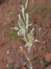Gladiolus permeabilis edulis