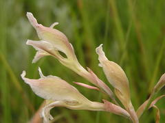 Gladiolus permeabilis edulis