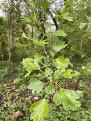 Crataegus