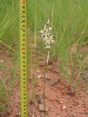 Gladiolus permeabilis edulis