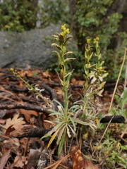 Puccinia monoica
