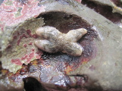 Leptasterias hexactis