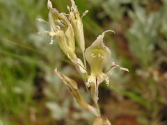 Gladiolus permeabilis edulis