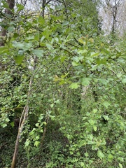 Crataegus