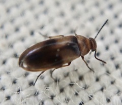 Anaspis maculata