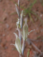 Gladiolus permeabilis edulis