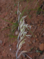 Gladiolus permeabilis edulis