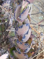 Kalanchoe fedtschenkoi