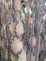 Kalanchoe fedtschenkoi