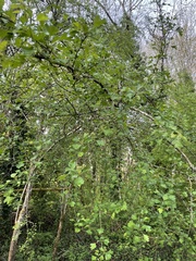 Crataegus