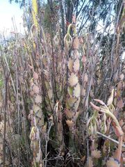 Kalanchoe fedtschenkoi