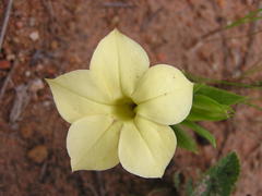 Exochaenium grande