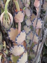 Kalanchoe fedtschenkoi