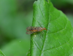 Panorpa vernalis