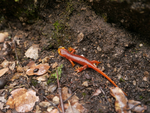 iNaturalist observation photo of Sierra Newt