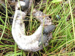 Thanatophilus micans