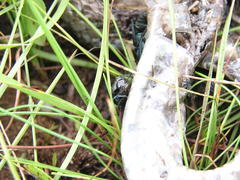 Thanatophilus micans