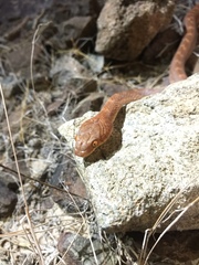 Telescopus dhara dhara