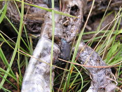 Thanatophilus micans