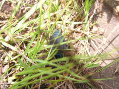 Thanatophilus micans