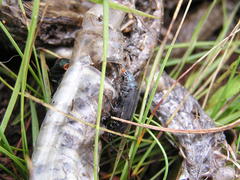 Thanatophilus micans