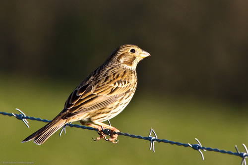 Corn Bunting