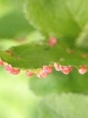 Eriophyes similis
