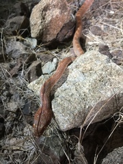 Telescopus dhara dhara