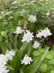 Hyacinthoides