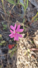 Silene scabriflora