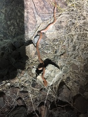 Telescopus dhara dhara